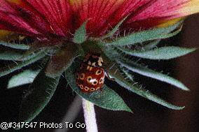 Eyed ladybird on daisy